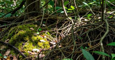 effective declumping strategies discussed