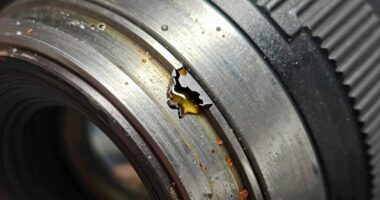 small seal big leaks