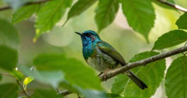 understanding burr chirps significance