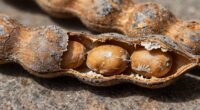 hopper beans degrade quickly