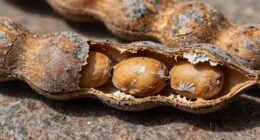 hopper beans degrade quickly