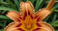 importance of bloom cycles