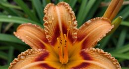 importance of bloom cycles