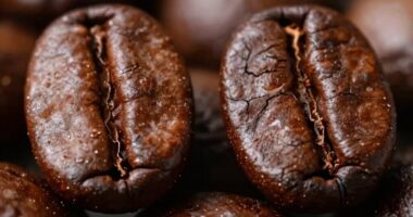 importance varies by bean