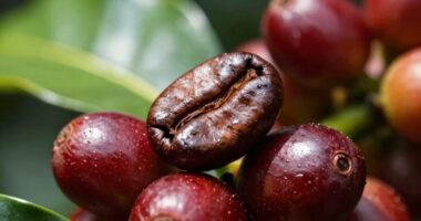 natural coffee flavor trap